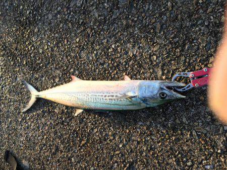 ヤナギがおったなぁ。