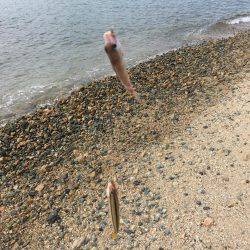 親父とサーフベラ