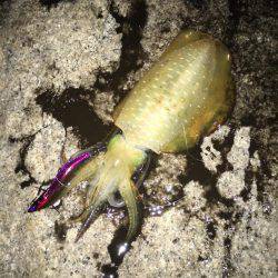 台風後の濁り…