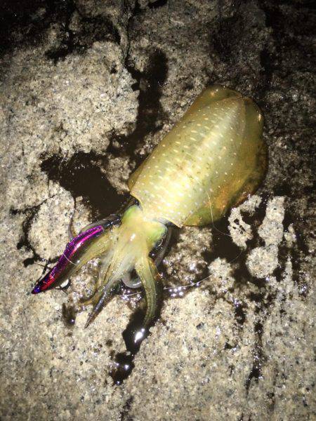 台風後の濁り…