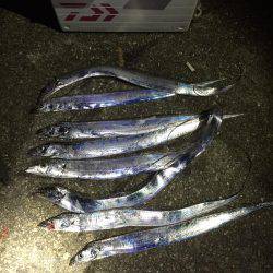 タチウオ好調！