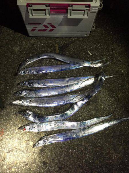 タチウオ好調！