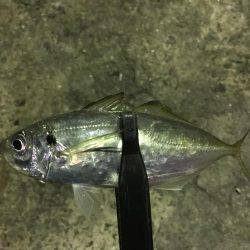 アジングからエギング!