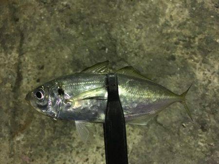 アジングからエギング!