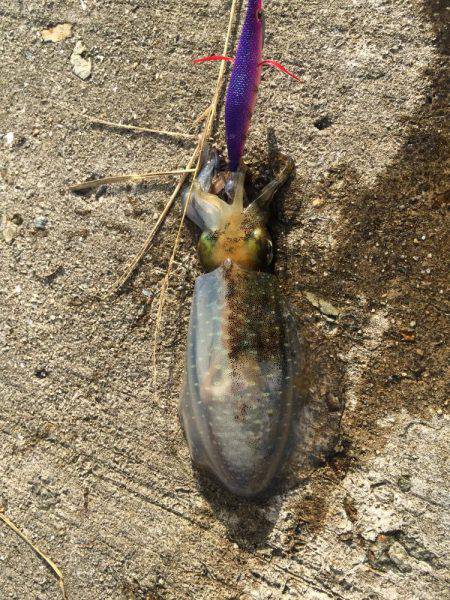 シブいエギング