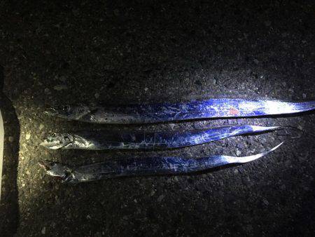 コンビーナート 太刀魚