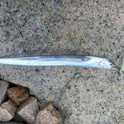 友人デビュー戦！