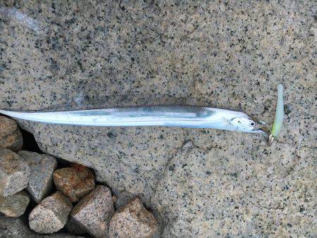 友人デビュー戦！