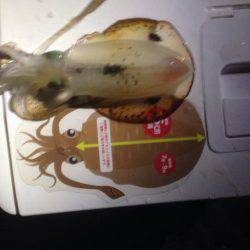 台風後エギング