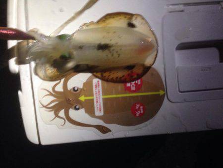 台風後エギング