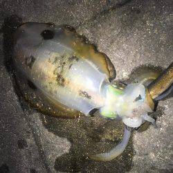 マグレの1杯‼️