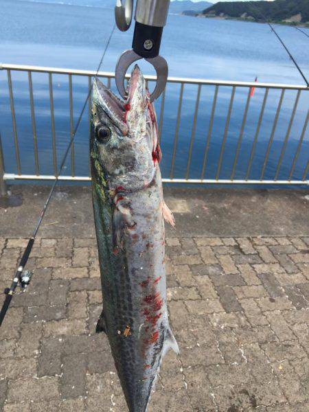 ボウズ逃れのサゴシ