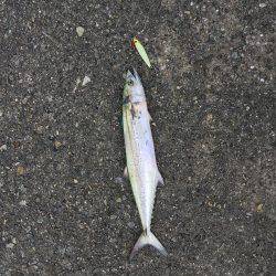 ショアジギング