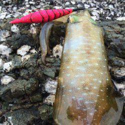 烏賊は何処へ・・・