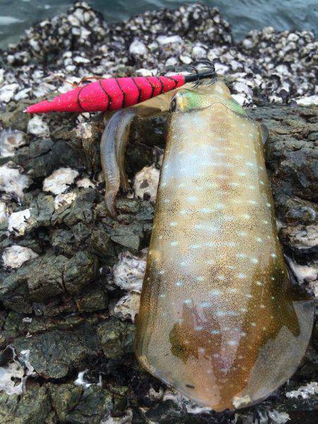 烏賊は何処へ・・・