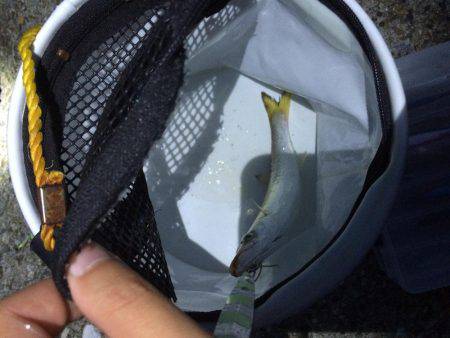 東二見人工島でライトショアジギング