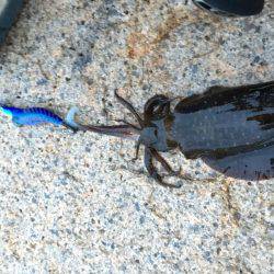 新子にしてはデカイ