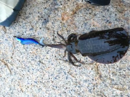 新子にしてはデカイ