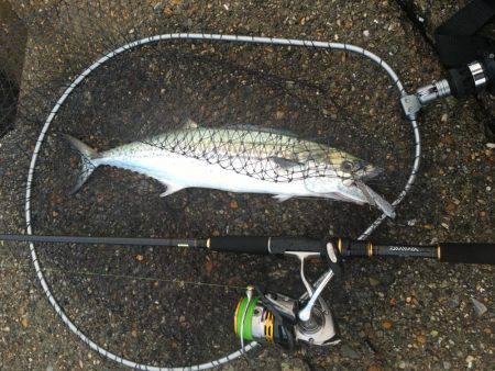 サゴシ接岸してます！