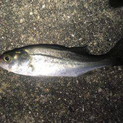 魚種が豊富な1時間❗️