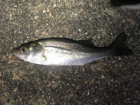 魚種が豊富な1時間❗️