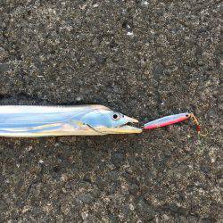 サゴシ&太刀魚パトロール