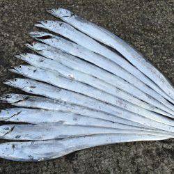 朝マヅメ激渋太刀魚