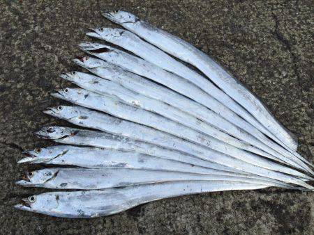 朝マヅメ激渋太刀魚