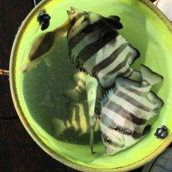 シーラバラしたので無難にサビキ