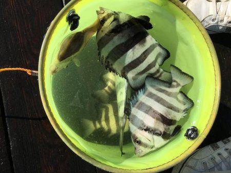 シーラバラしたので無難にサビキ