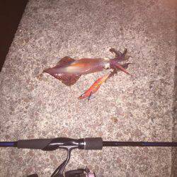 何とか一杯釣れました(笑)