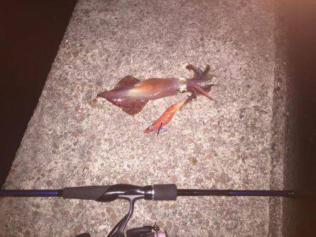 何とか一杯釣れました(笑)