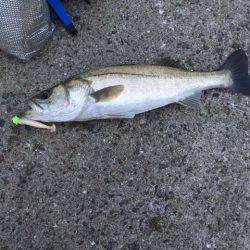 タチウオのはずが…