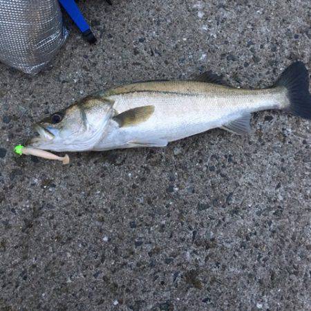 タチウオのはずが…