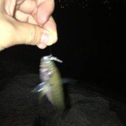 NEWリールアジング！