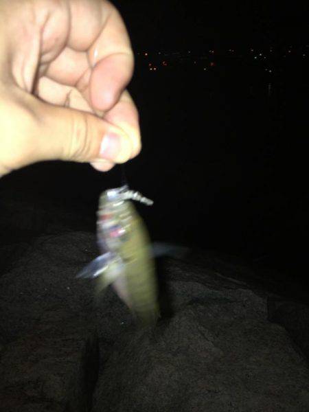 NEWリールアジング！