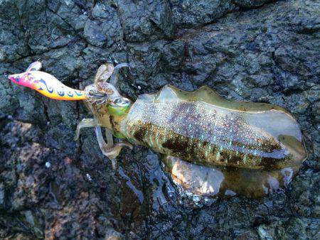 激ウネリエギング