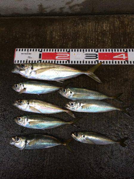アジ釣り㊵
