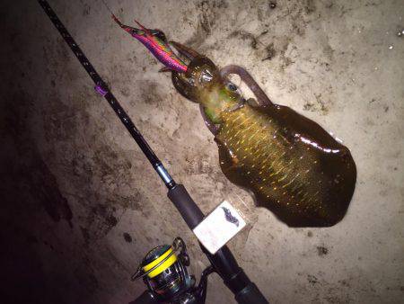 朝マヅメ短時間釣行