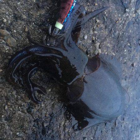 雨でも釣れました❗️