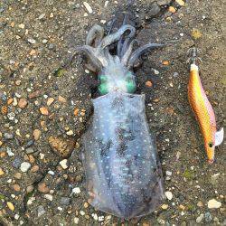 朝からアオリ(^_-)