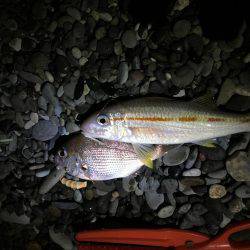 久しぶりのコロタマ