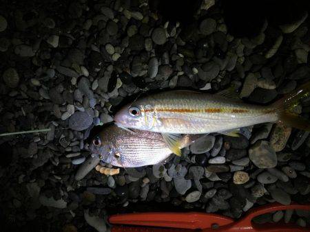 久しぶりのコロタマ