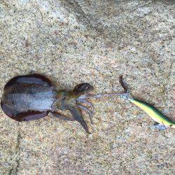 夕方のエギング