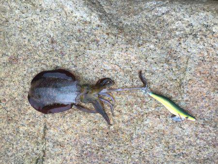 夕方のエギング