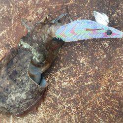 デイエギングは好調‼️