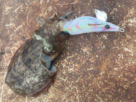 デイエギングは好調‼️