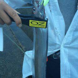 今季初タチウオ