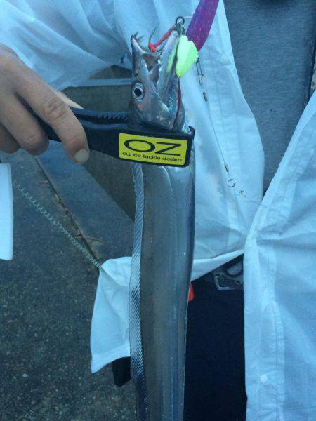 今季初タチウオ