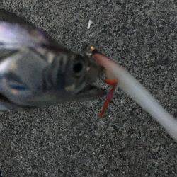 夏タチの数釣り